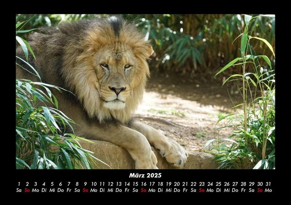 Produktbild: Tiere im Zoo 2025 Fotokalender DIN A3