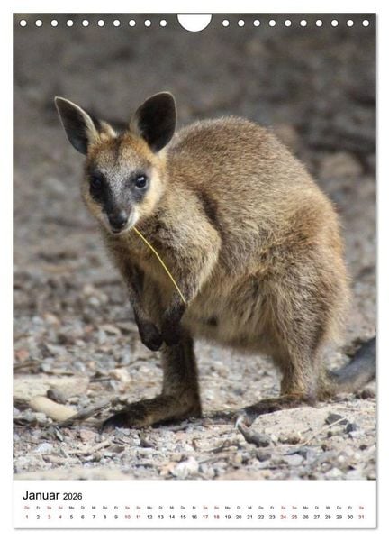 Produktbild: Australien tr&auml;umen und erleben (Wandkalender 2026 DIN A4 hoch), CALVENDO Monatskalender
