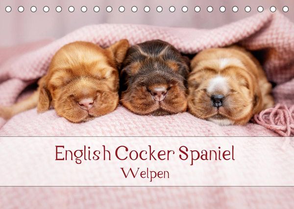 English Cocker Spaniel Welpen (Tischkalender 2023 DIN A5 quer)