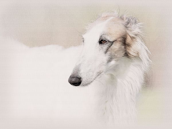 Produktbild: CALVENDO Puzzle Ein Motiv aus dem Kalender Windhunde 2017 | 1000 Teile Lege-Gr&ouml;&szlig;e 64x48cm Foto-Puzzle f&uuml;r gl&uuml;ckliche Stunden