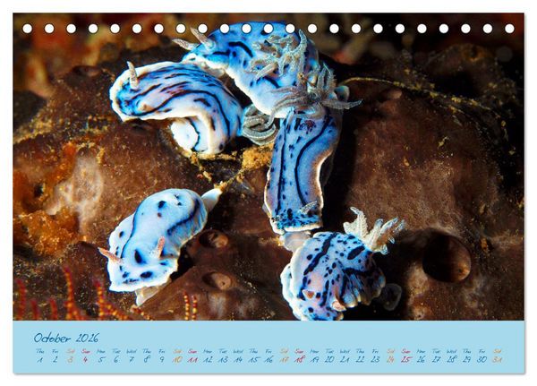 Produktbild: Sea Slugs - Little Wonders - Pure Beauties (Desk Calendar 2026 DIN A5 landscape), CALVENDO 12 Month DeskCalendar