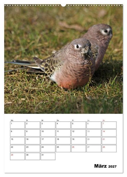 Produktbild: Papageien - Graupapagei, Rosella und Co. (hochwertiger Premium Wandkalender 2027 DIN A2 hoch), Kunstdruck in Hochglanz