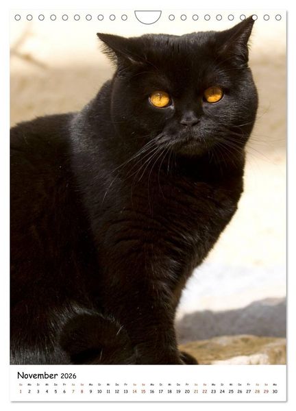 Produktbild: bezaubernde Britisch Kurzhaar Katzen (Wandkalender 2026 DIN A4 hoch), CALVENDO Monatskalender