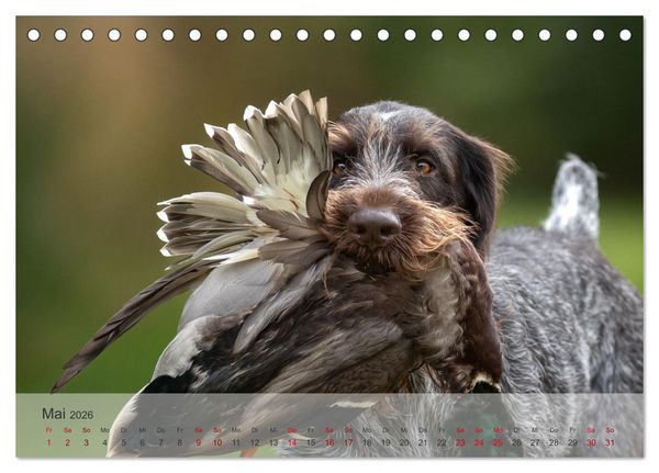 Produktbild: Treue Jagdgef&auml;hrten - Der Deutsch Drahthaar (Tischkalender 2026 DIN A5 quer), CALVENDO Monatskalender