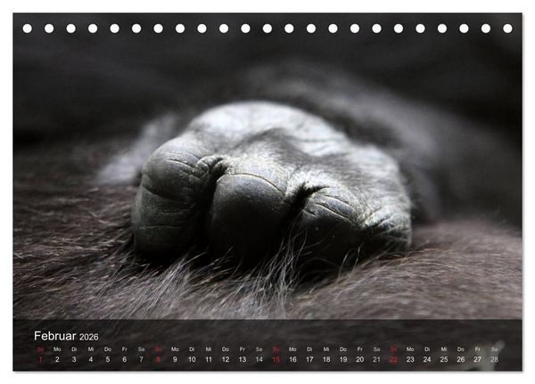 Produktbild: Gorillas. Friedliebende Kraftpakete (Tischkalender 2026 DIN A5 quer), CALVENDO Monatskalender