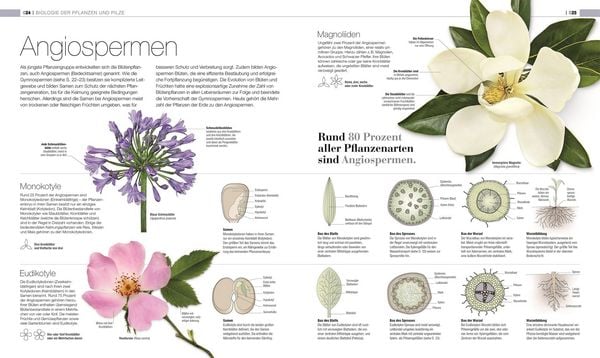 Produktbild: DK Bibliothek. Pflanzen & Pilze