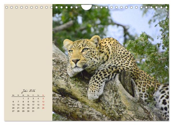 Produktbild: Leoparden. Geschmeidig, kr&auml;ftig und klug (Wandkalender 2026 DIN A4 quer), CALVENDO Monatskalender