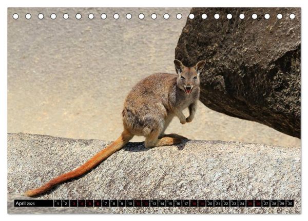Produktbild: Koala, K&auml;nguru und Co. &ndash; Das wilde Tierreich Australiens (Tischkalender 2026 DIN A5 quer), CALVENDO Monatskalender