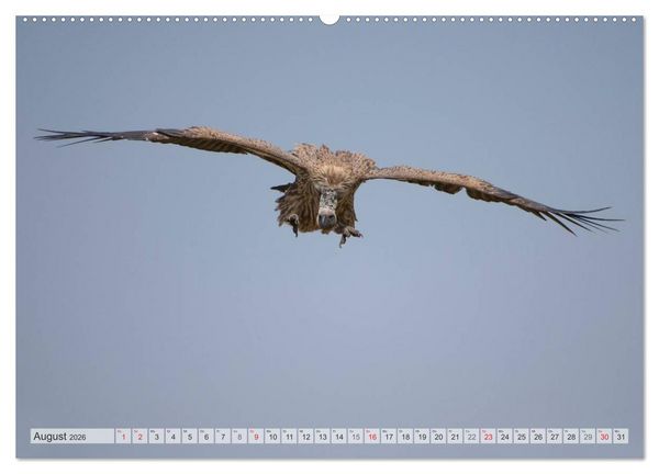 Produktbild: Emotionale Momente: Afrika Wildlife Part 2 / CH-Version (hochwertiger Premium Wandkalender 2026 DIN A2 quer), Kunstdruck in Hochglanz