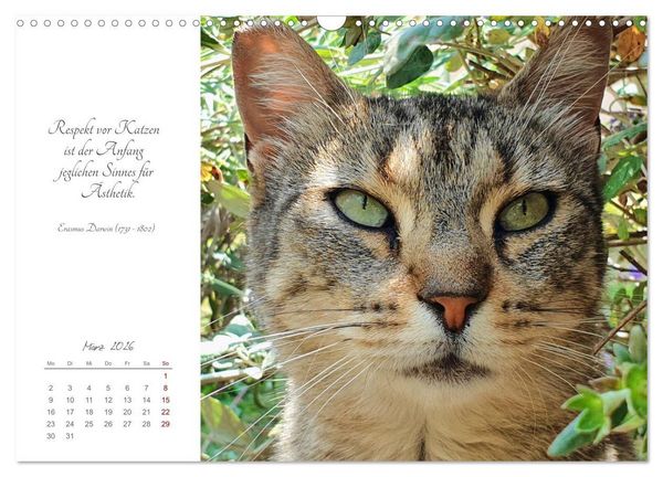 Produktbild: Catlovers - Ein Jahr voller Samtpfoten und charmanten Weisheiten (Wandkalender 2026 DIN A3 quer), CALVENDO Monatskalender
