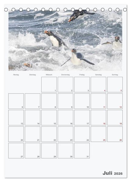 Produktbild: Alltag bei den Pinguinen auf Falkland (Tischkalender 2026 DIN A5 hoch), CALVENDO Monatskalender