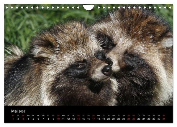 Produktbild: Marderhunde (Wandkalender 2026 DIN A4 quer), CALVENDO Monatskalender