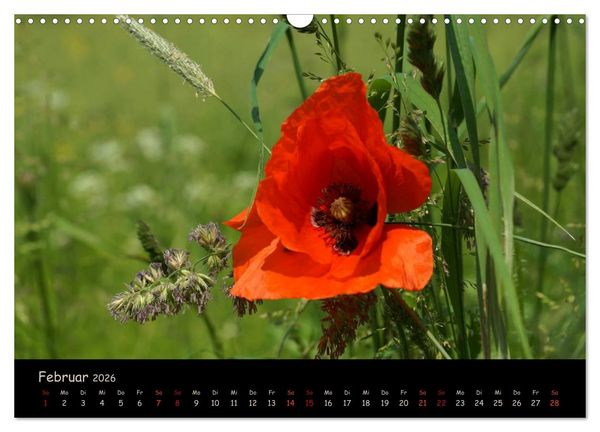 Produktbild: Just Mohn (Wandkalender 2026 DIN A3 quer), CALVENDO Monatskalender