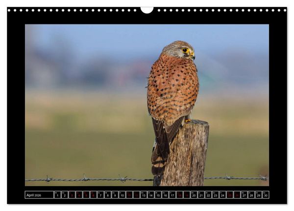 Produktbild: Niederrheinische Vogelwelt (Wandkalender 2026 DIN A3 quer), CALVENDO Monatskalender