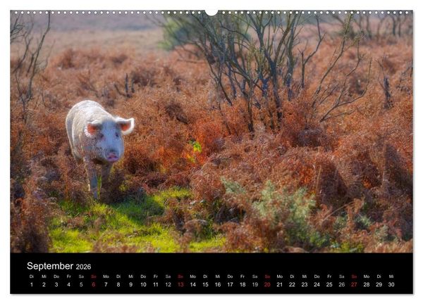 Produktbild: New Forest - England (Wandkalender 2026 DIN A2 quer), CALVENDO Monatskalender