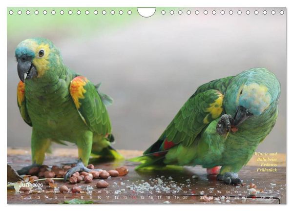 Produktbild: Blaustirnamazonen - Papageien in Paraguay (Wandkalender 2026 DIN A4 quer), CALVENDO Monatskalender