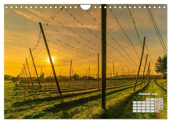 Produktbild: Hopfenland Holledau (Wandkalender 2026 DIN A4 quer), CALVENDO Monatskalender
