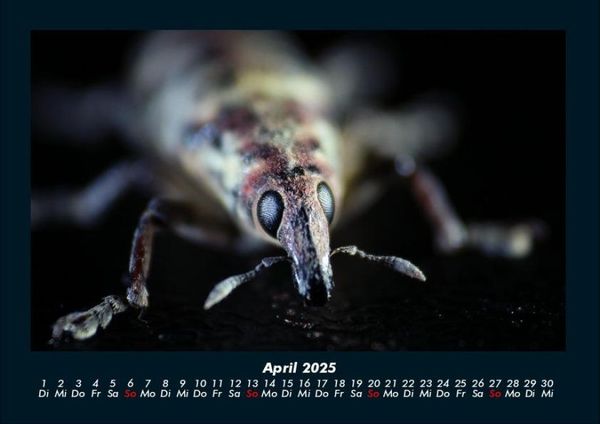 Produktbild: K&auml;fer 2025 Fotokalender DIN A4