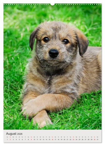 Produktbild: Hundewelpen (hochwertiger Premium Wandkalender 2026 DIN A2 hoch), Kunstdruck in Hochglanz