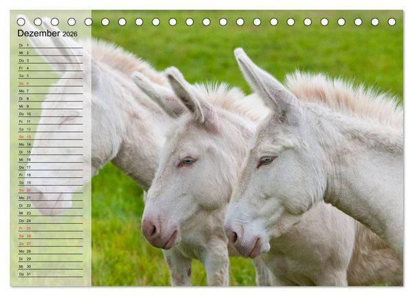 Produktbild: Esel. H&uuml;bsch, klug und flei&szlig;ig (Tischkalender 2026 DIN A5 quer), CALVENDO Monatskalender