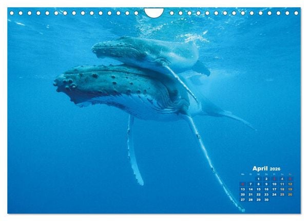 Produktbild: Buckelwale: Aus den blauen Tiefen der Ozeane (Wandkalender 2026 DIN A4 quer), CALVENDO Monatskalender