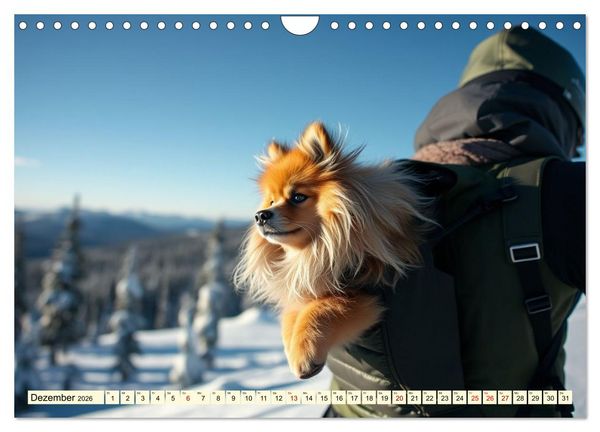 Produktbild: Tausendsassa - Pomeranian (Wandkalender 2026 DIN A4 quer), CALVENDO Monatskalender