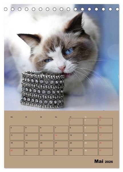 Produktbild: Ragdolls zum Verlieben (Tischkalender 2026 DIN A5 hoch), CALVENDO Monatskalender