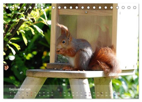 Produktbild: Spa&szlig; mit Eichh&ouml;rnchen-Kindern (Tischkalender 2026 DIN A5 quer), CALVENDO Monatskalender