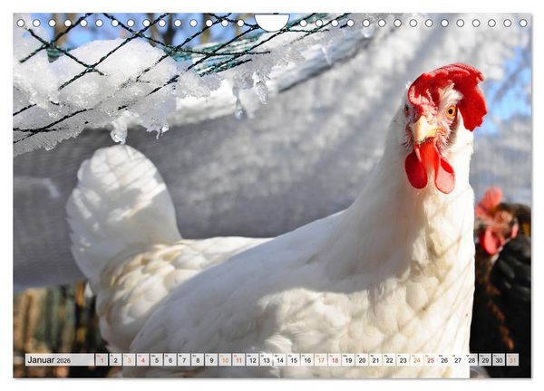Produktbild: Stadth&uuml;hner (Wandkalender 2026 DIN A4 quer), CALVENDO Monatskalender