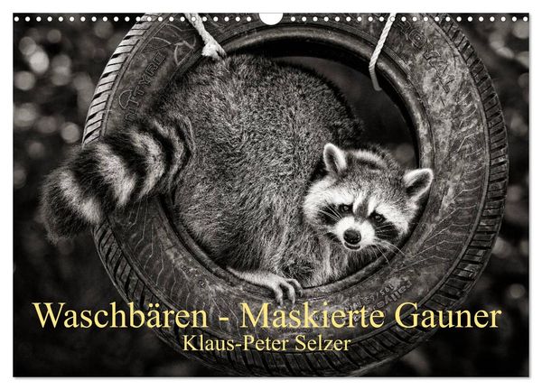 Waschbären - Maskierte Gauner (Wandkalender 2024 DIN A3 quer), CALVENDO Monatskalender