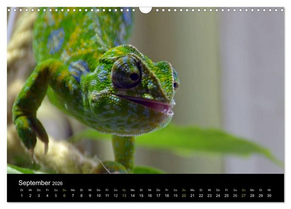 Produktbild: Reptilien (Wandkalender 2026 DIN A3 quer), CALVENDO Monatskalender