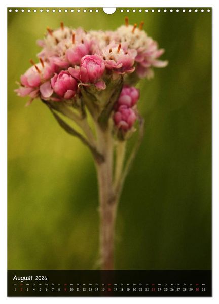Produktbild: Alpenblumen 2026 (Wandkalender 2026 DIN A3 hoch), CALVENDO Monatskalender