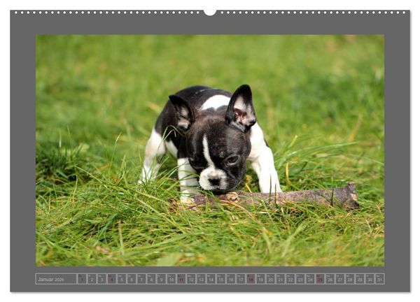 Produktbild: Franz&ouml;sische Bulldoggen (hochwertiger Premium Wandkalender 2026 DIN A2 quer), Kunstdruck in Hochglanz