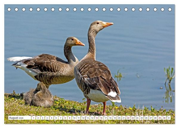 Produktbild: Sturmerprobt - V&ouml;gel an Nordfrieslands K&uuml;ste (Tischkalender 2026 DIN A5 quer), CALVENDO Monatskalender