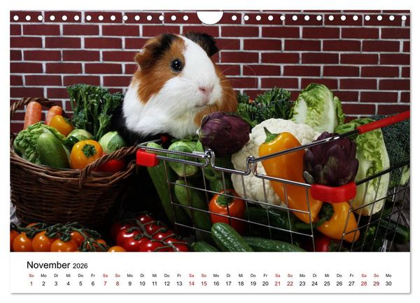Produktbild: Unsere Meerschweinchen (Wandkalender 2026 DIN A4 quer), CALVENDO Monatskalender