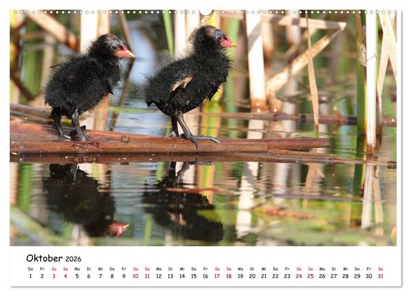 Produktbild: Tierkinder in freier Wildbahn (Wandkalender 2026 DIN A2 quer), CALVENDO Monatskalender