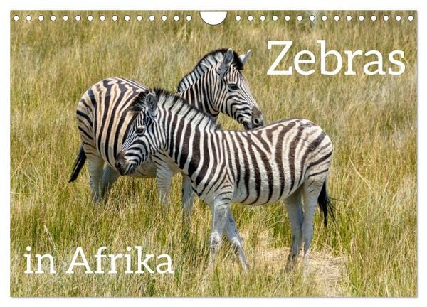 Produktbild: Zebras in Afrika (Wandkalender 2026 DIN A4 quer), CALVENDO Monatskalender