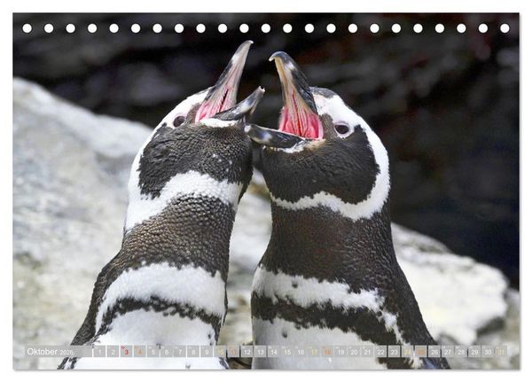 Produktbild: Pinguine: Gehupft wie gesprungen (Tischkalender 2026 DIN A5 quer), CALVENDO Monatskalender
