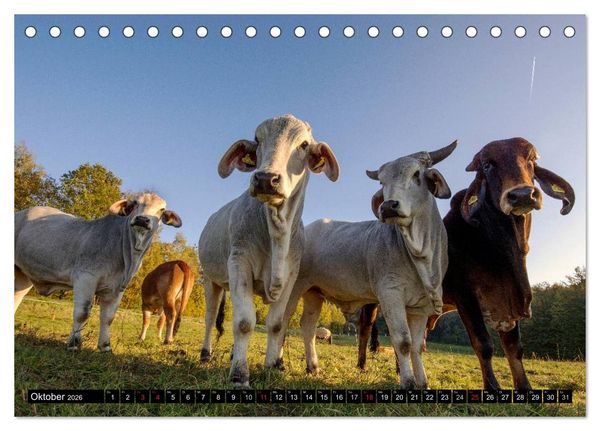 Produktbild: Kuh und Co. (Tischkalender 2026 DIN A5 quer), CALVENDO Monatskalender