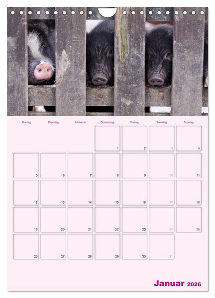 Produktbild: Schweinischer Terminplaner (Wandkalender 2026 DIN A4 hoch), CALVENDO Monatskalender