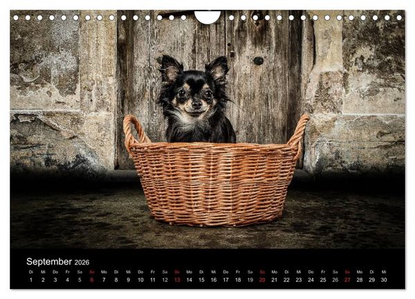 Produktbild: Chihuahuas - Cool and Cute (Wandkalender 2026 DIN A4 quer), CALVENDO Monatskalender
