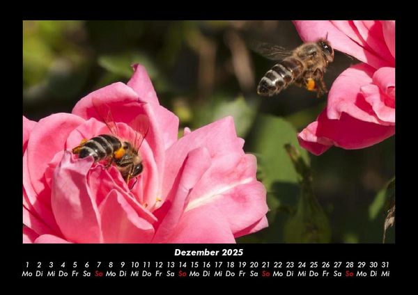 Produktbild: Rosen-Kalender 2025 Fotokalender DIN A3