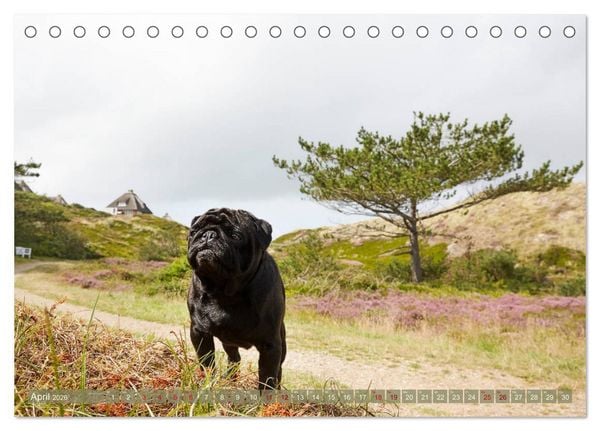 Produktbild: Sylt - Insel der M&ouml;pse (Tischkalender 2026 DIN A5 quer), CALVENDO Monatskalender