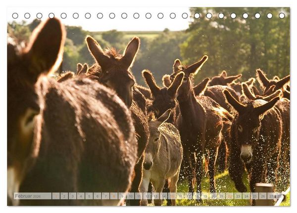 Produktbild: Zauberhafte Esel (Tischkalender 2026 DIN A5 quer), CALVENDO Monatskalender