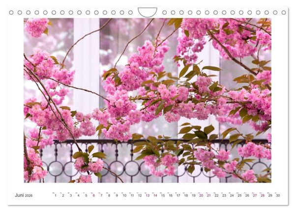 Produktbild: Japanische Kirschbl&uuml;te in Bonn (Wandkalender 2026 DIN A4 quer), CALVENDO Monatskalender