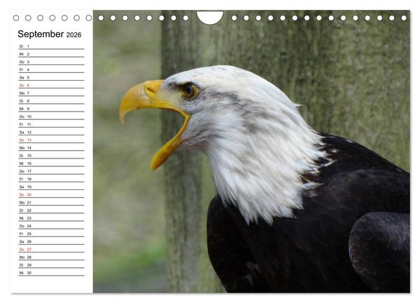 Produktbild: Wei&szlig;kopfseeadler. Symbol der Freiheit (Wandkalender 2026 DIN A4 quer), CALVENDO Monatskalender