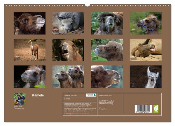 Produktbild: Kamele (hochwertiger Premium Wandkalender 2026 DIN A2 quer), Kunstdruck in Hochglanz