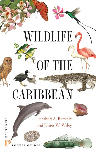 Produktbild: Wildlife of the Caribbean