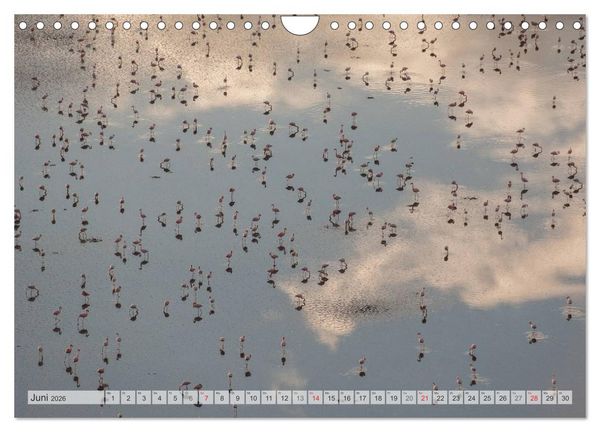 Produktbild: Emotionale Momente: Afrika Wildlife Part 2 / CH-Version (Wandkalender 2026 DIN A4 quer), CALVENDO Monatskalender