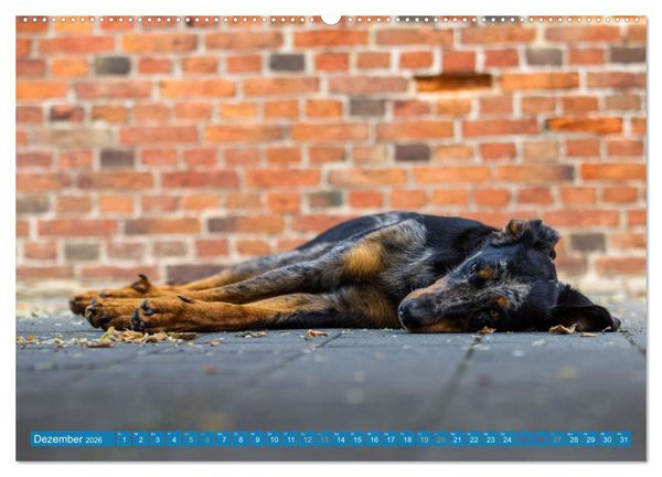 Produktbild: Der Beauceron (Wandkalender 2026 DIN A2 quer), CALVENDO Monatskalender